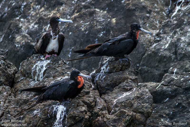 Magnificent Frigatebirdadult, habitat, pigmentation