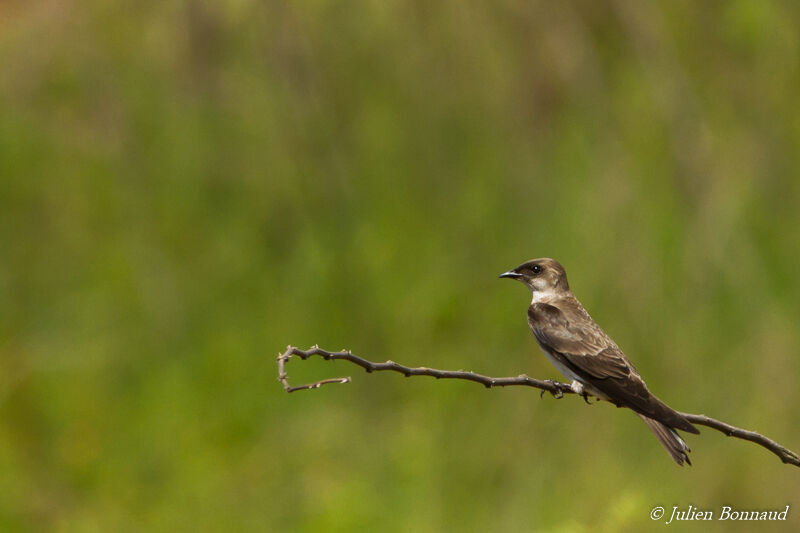 Brown-chested Martin