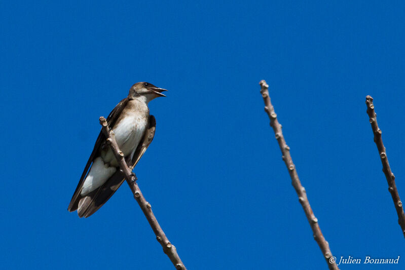 Brown-chested Martin