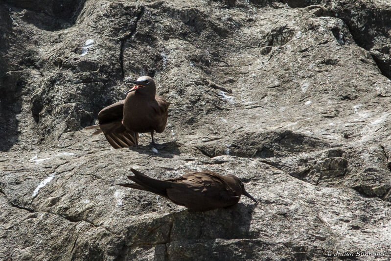 Brown Noddy