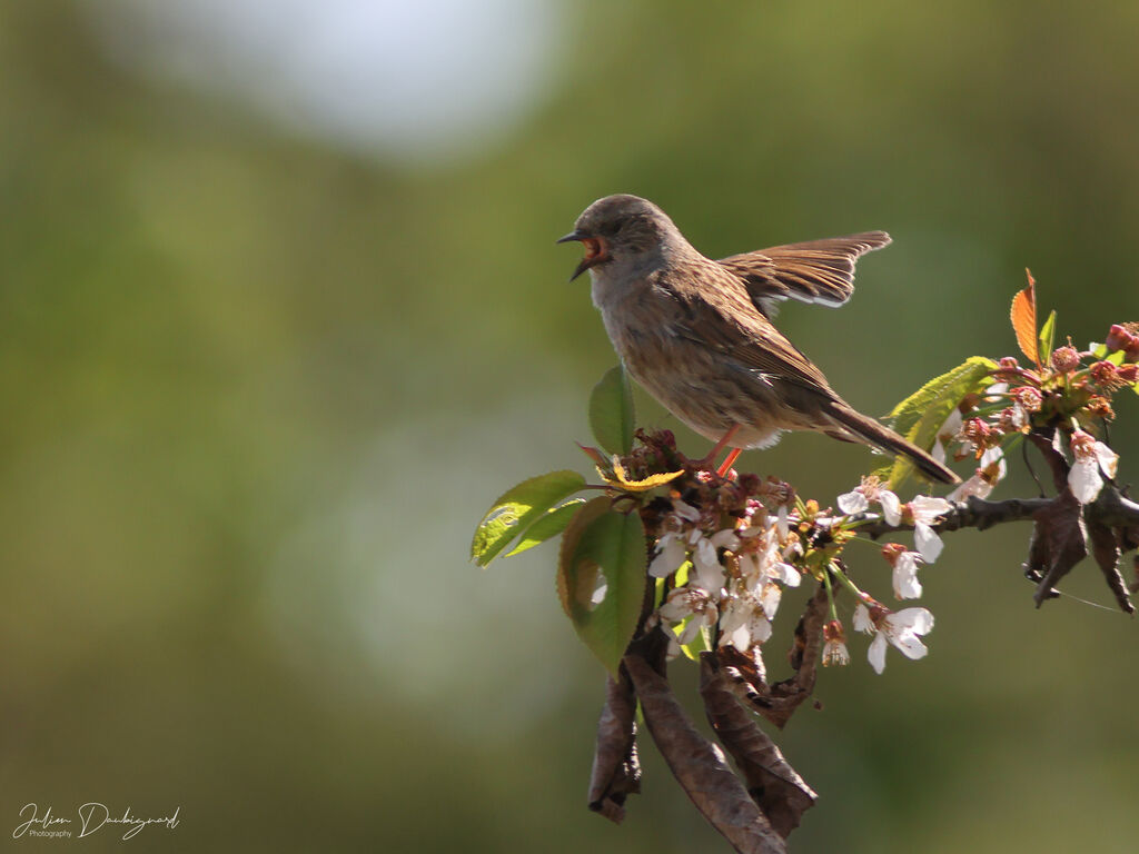 Accenteur mouchet, identification