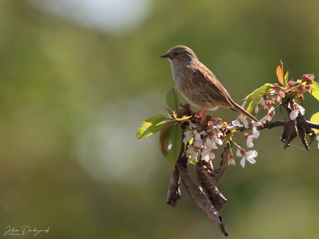 Accenteur mouchet, identification