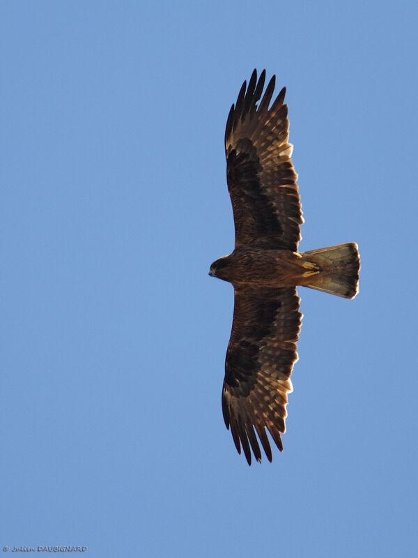 Aigle botté, Vol