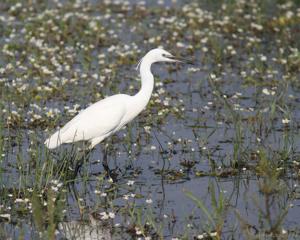 Little Egret, identification