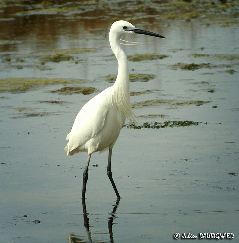 Little Egret
