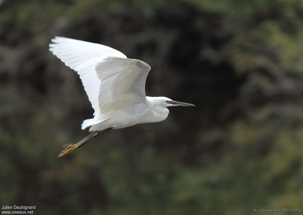 Aigrette garzetteadulte internuptial, Vol