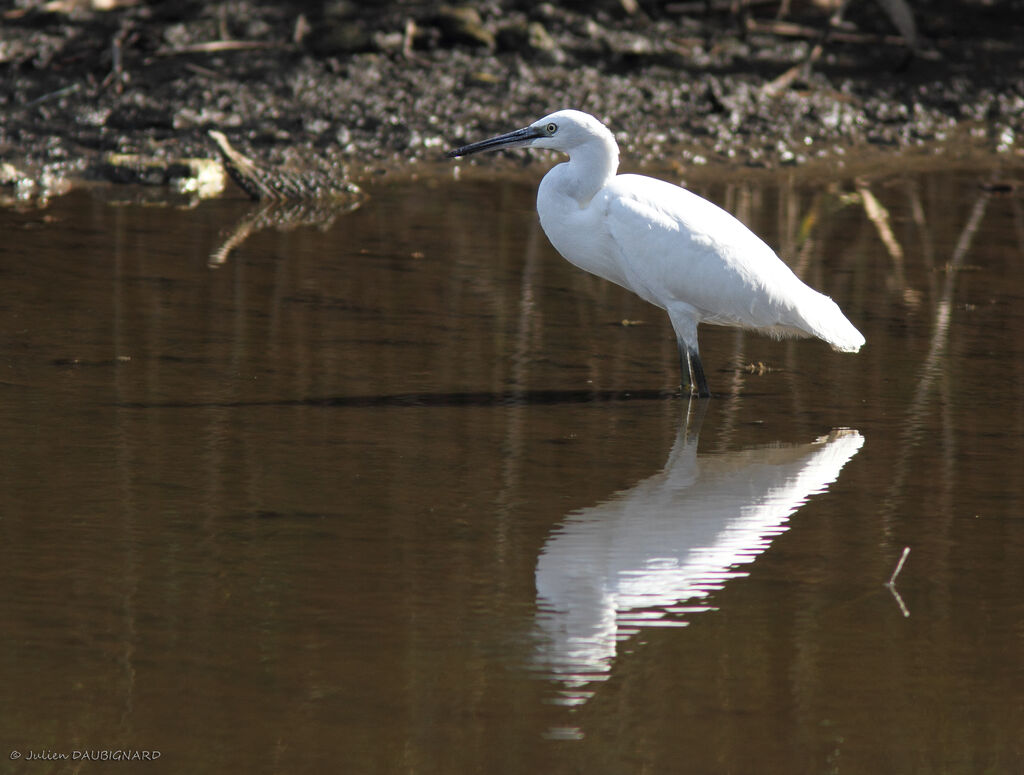 Little Egret, identification