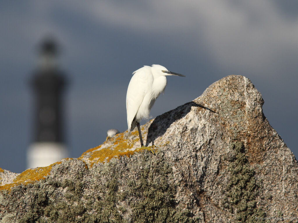 Little Egret, identification