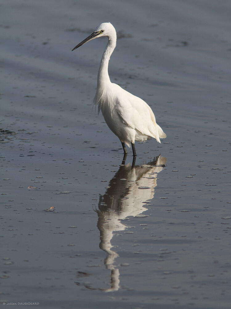 Little Egret, identification
