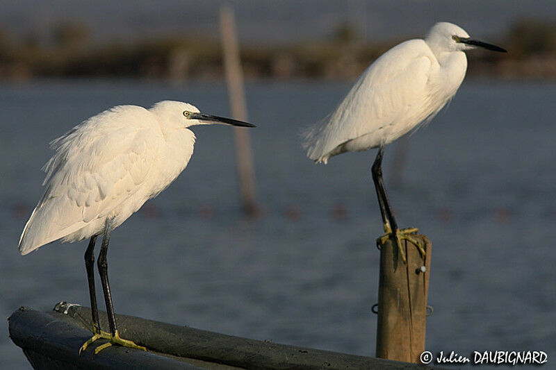 Aigrette garzette