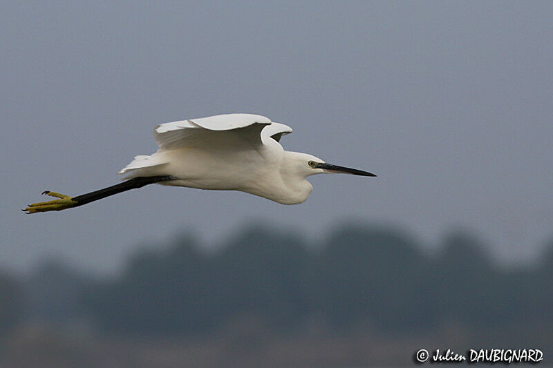 Aigrette garzette