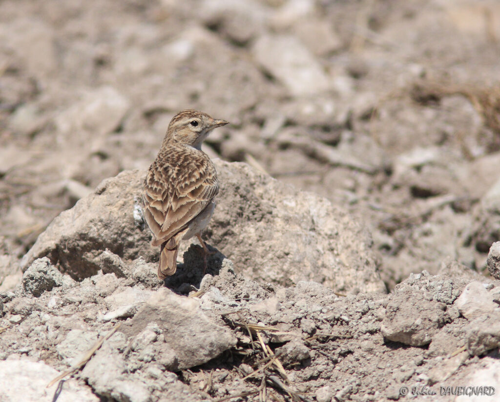 Alouette calandrelle, identification