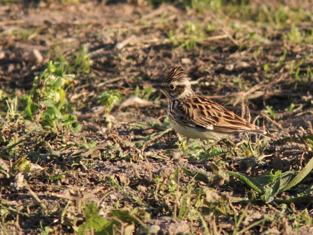 Woodlark, identification