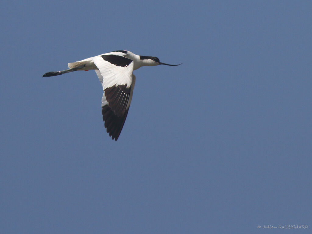 Avocette éléganteadulte, Vol