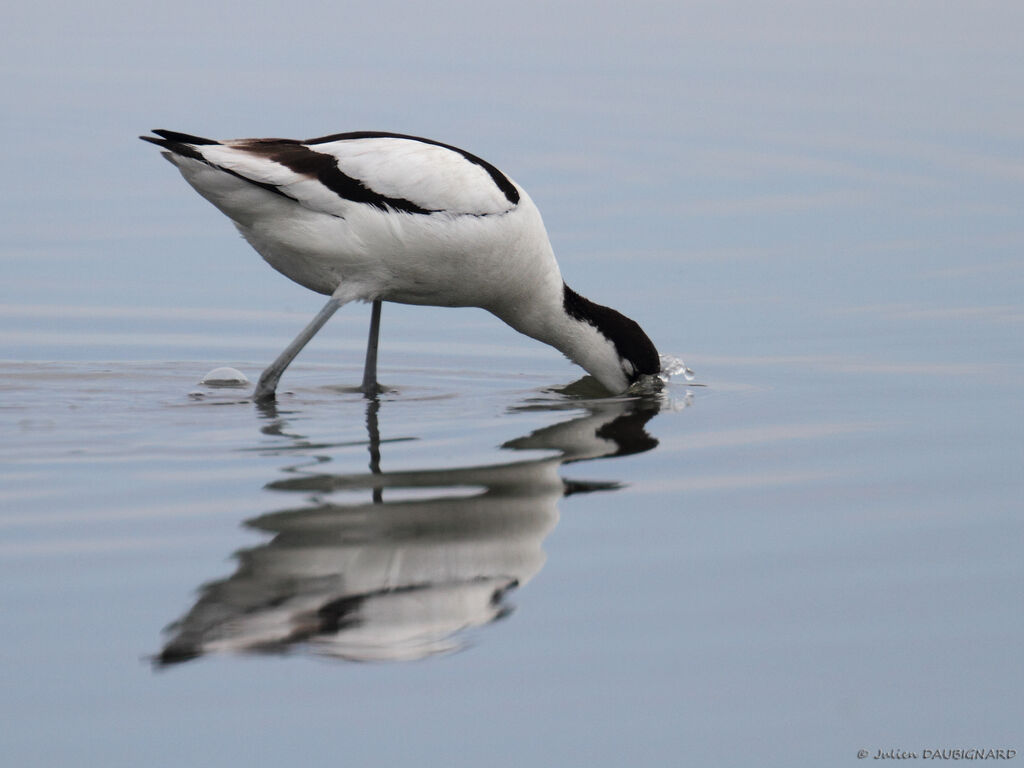 Avocette élégante, identification