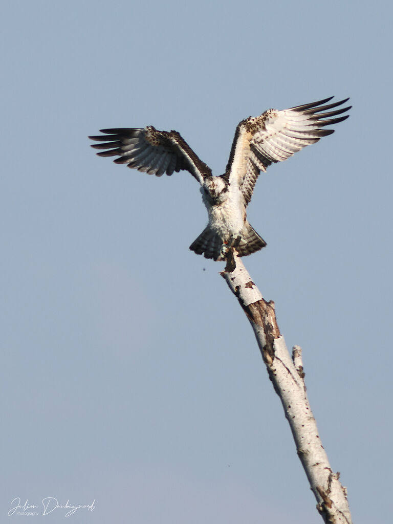 Balbuzard pêcheurjuvénile, identification