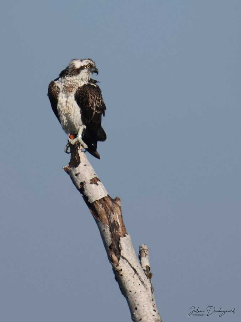 Balbuzard pêcheurjuvénile, identification