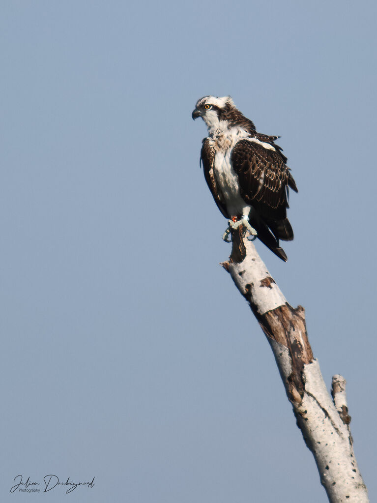 Balbuzard pêcheurjuvénile, identification