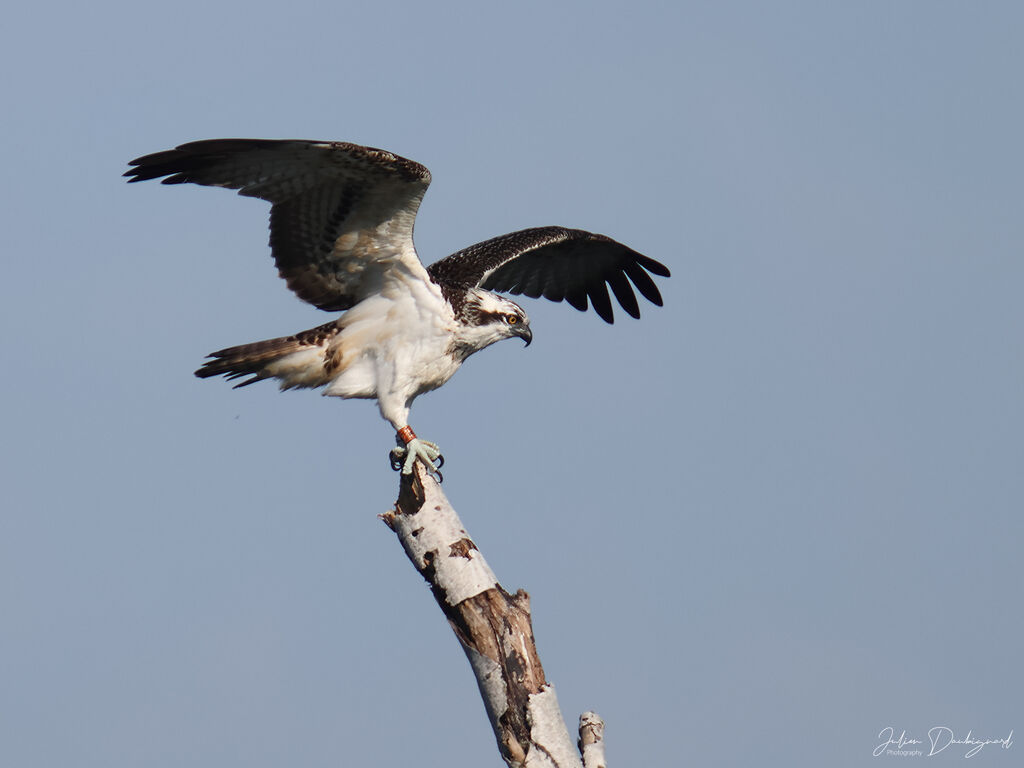 Balbuzard pêcheurjuvénile, identification