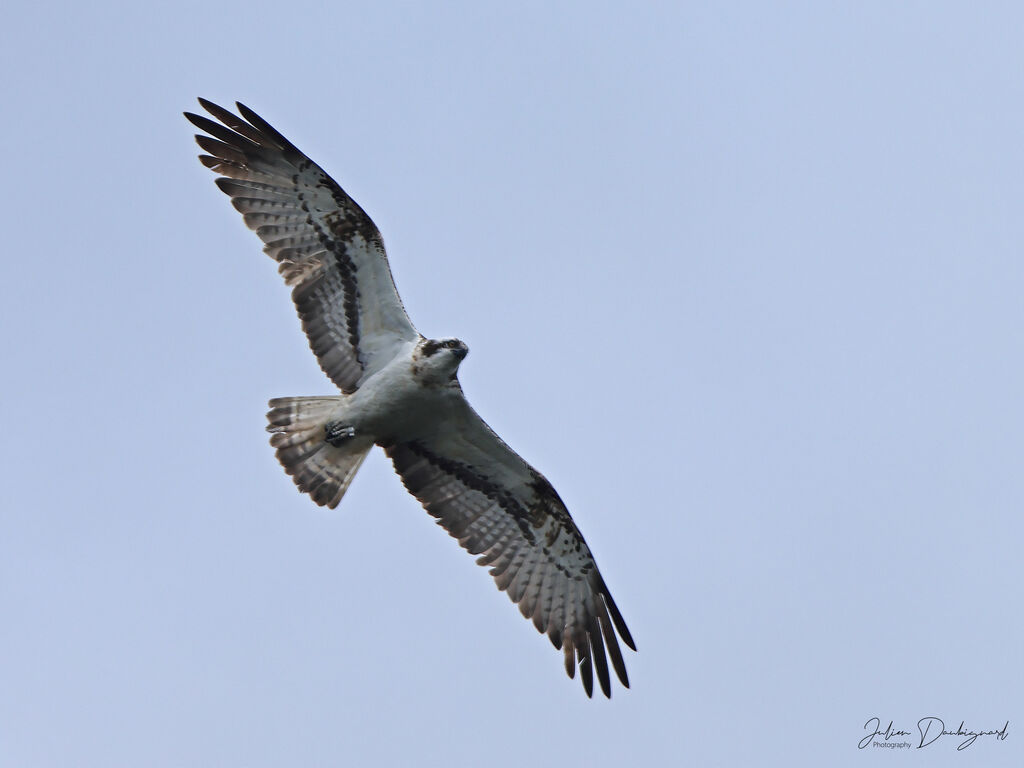 Balbuzard pêcheur mâle adulte, Vol