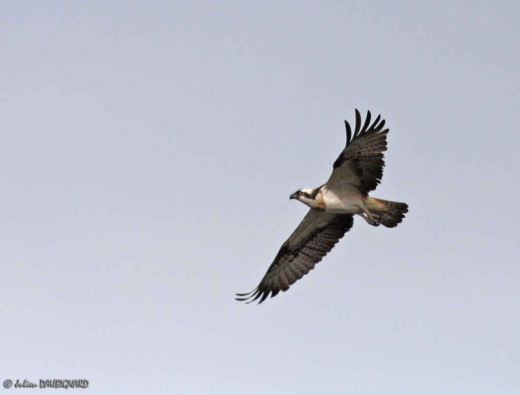 Osprey male, Flight