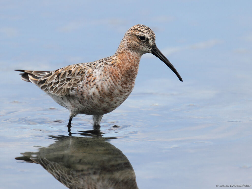 Curlew Sandpiper, identification