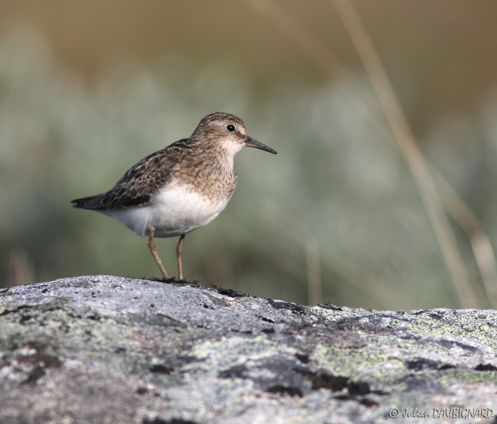 Bécasseau de Temminckadulte nuptial, identification