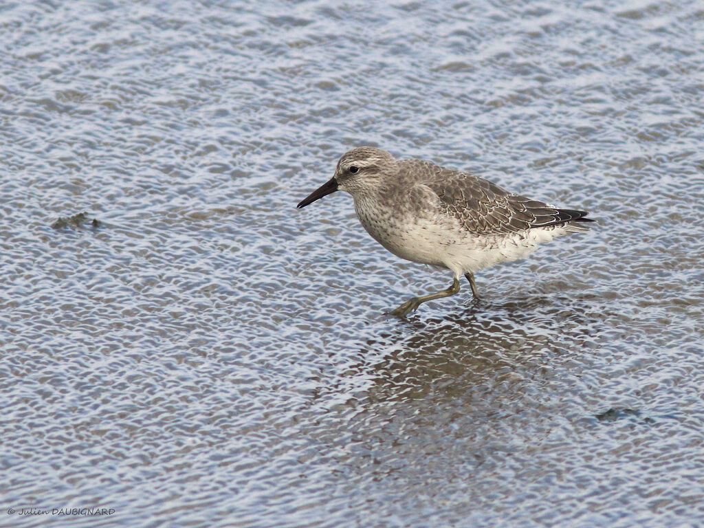 Red Knot, identification