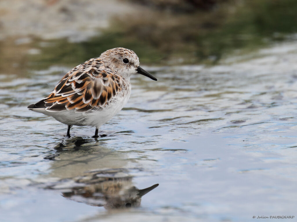 Little Stint, identification