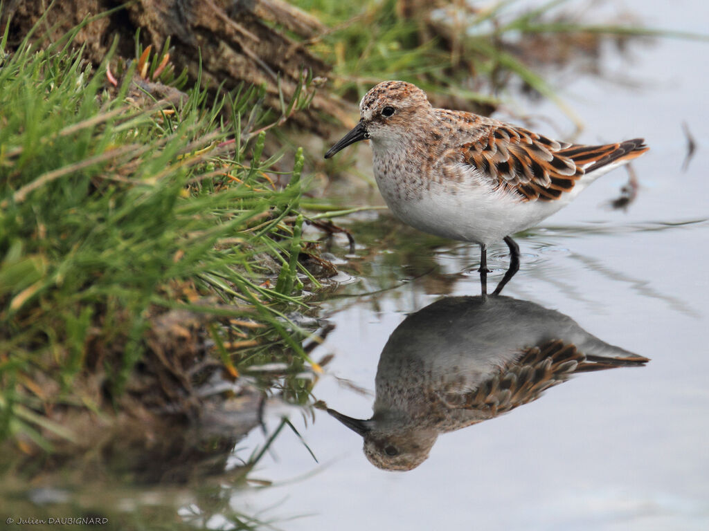 Little Stint, identification