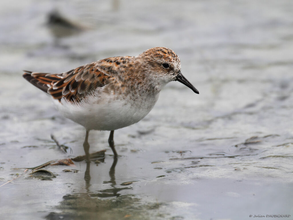 Little Stint, identification