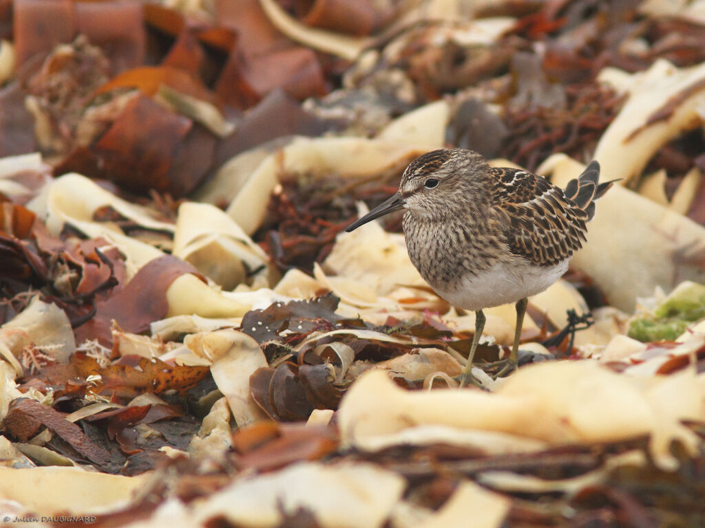 Pectoral Sandpiper, identification