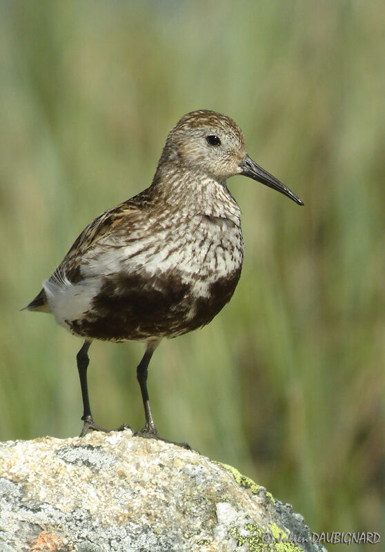 Bécasseau variableadulte nuptial, identification