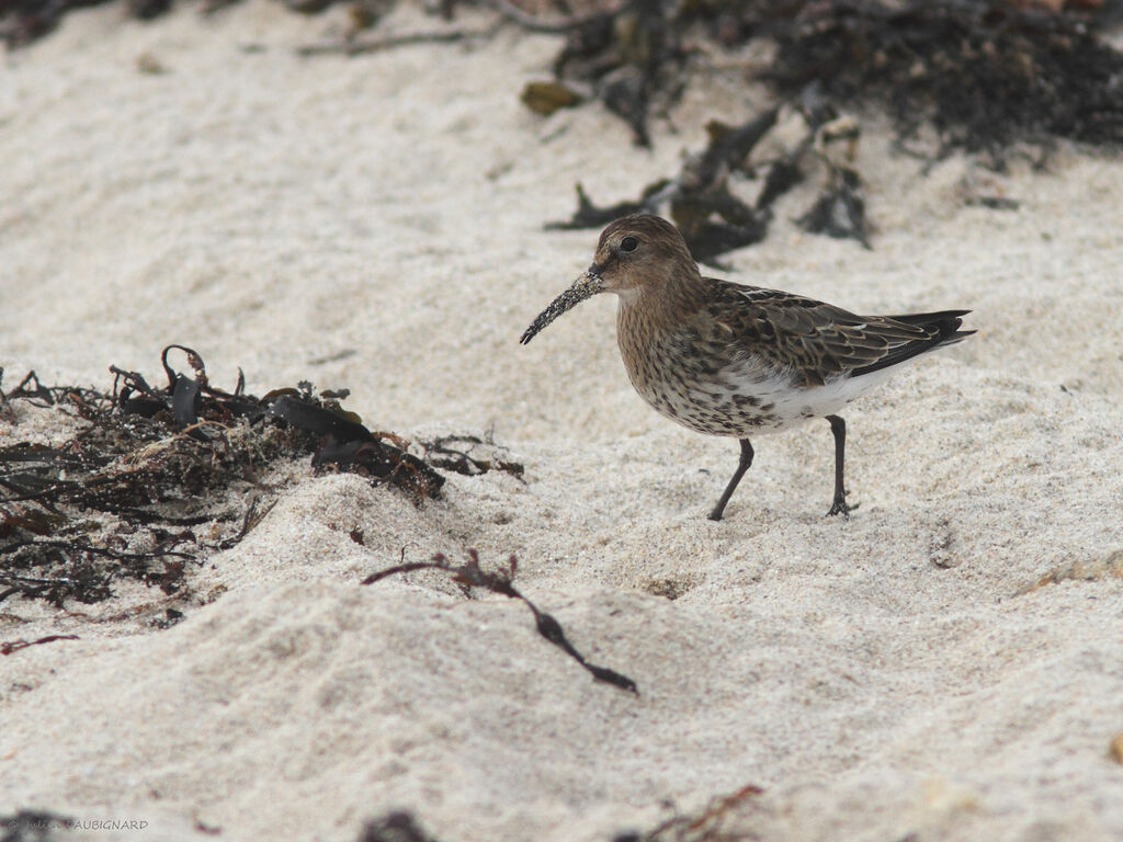 Bécasseau variable, identification