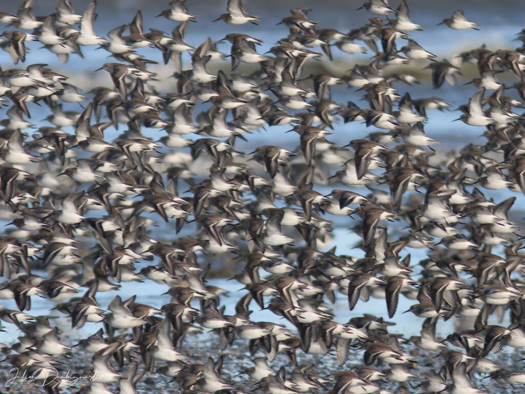 Bécasseau variable, Vol