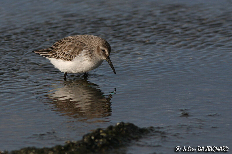 Bécasseau variable, identification