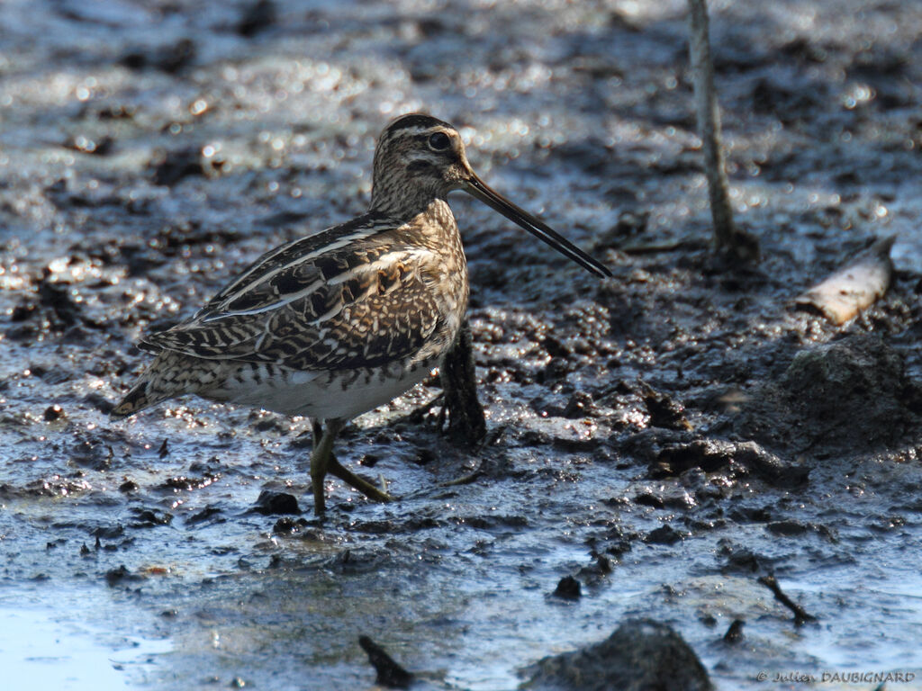 Common Snipe, identification