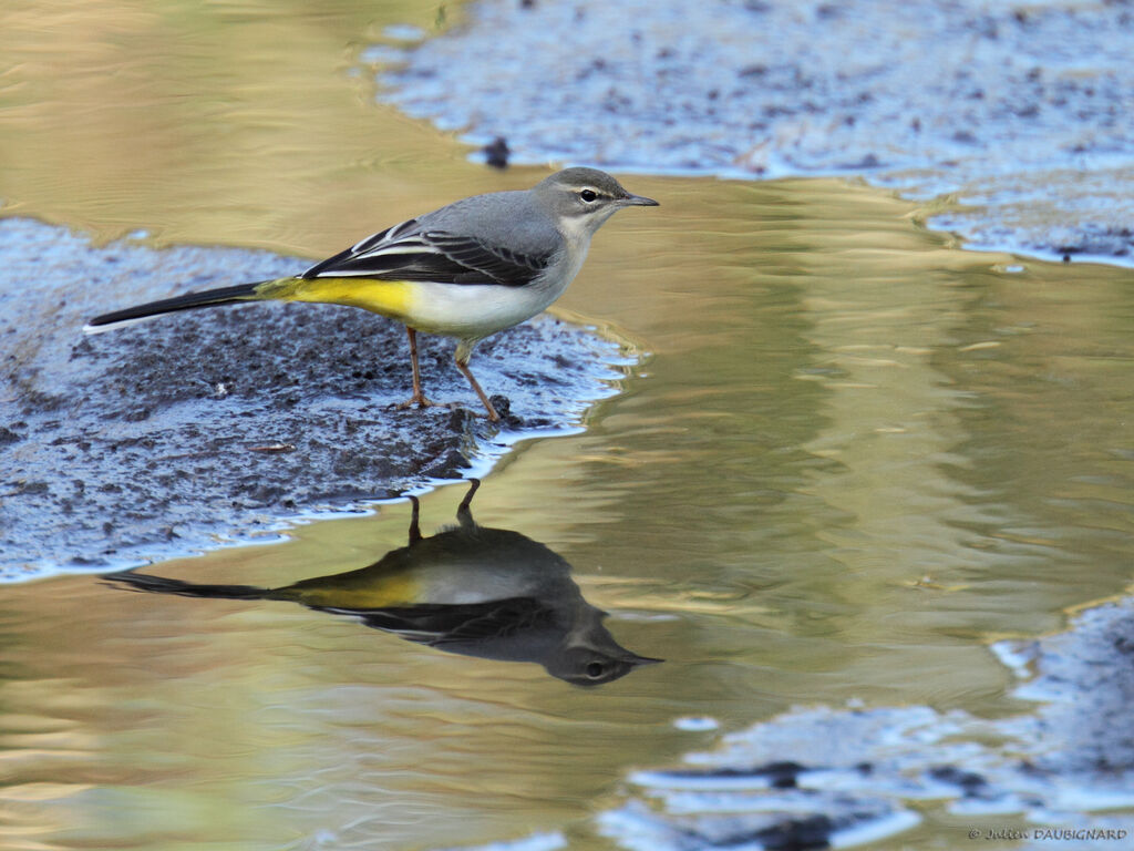 Bergeronnette des ruisseaux, identification