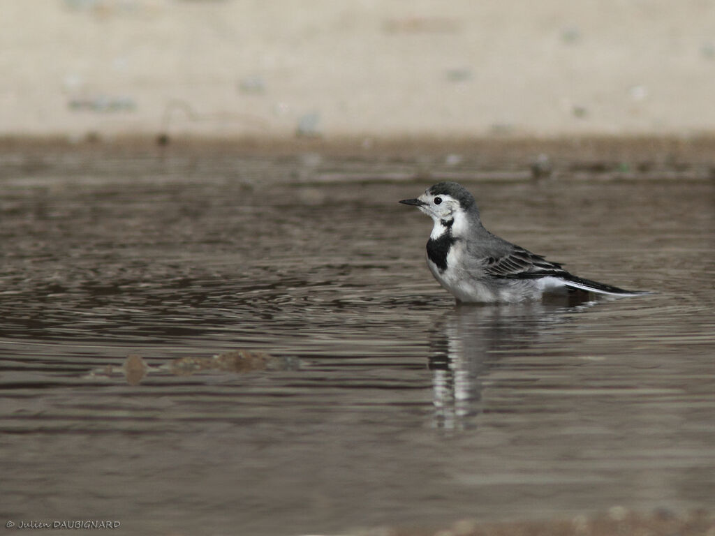 Bergeronnette grise, identification