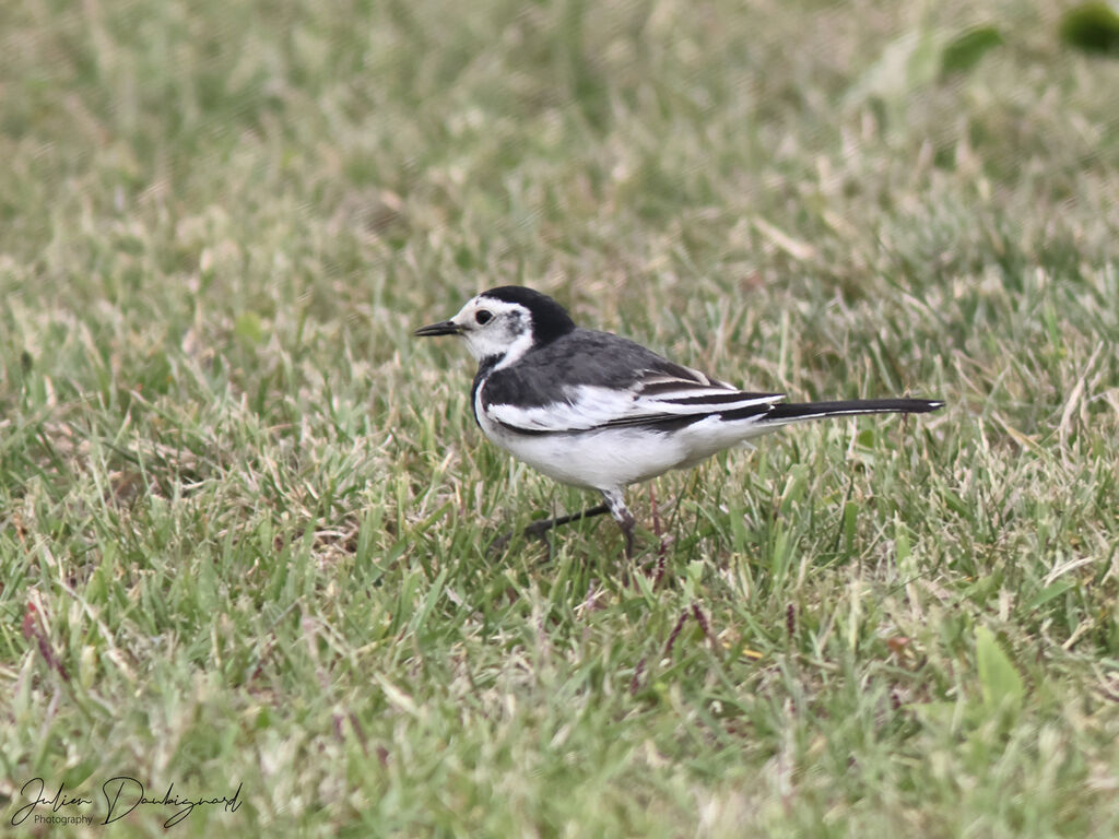 White Wagtail, identification
