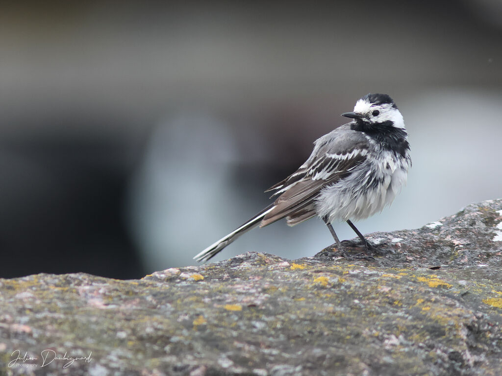 White Wagtail, identification