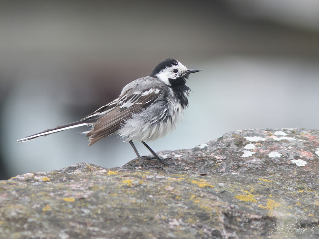 Bergeronnette grise, identification