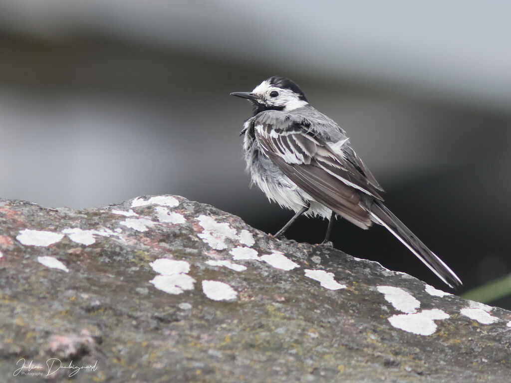 Bergeronnette grise, identification