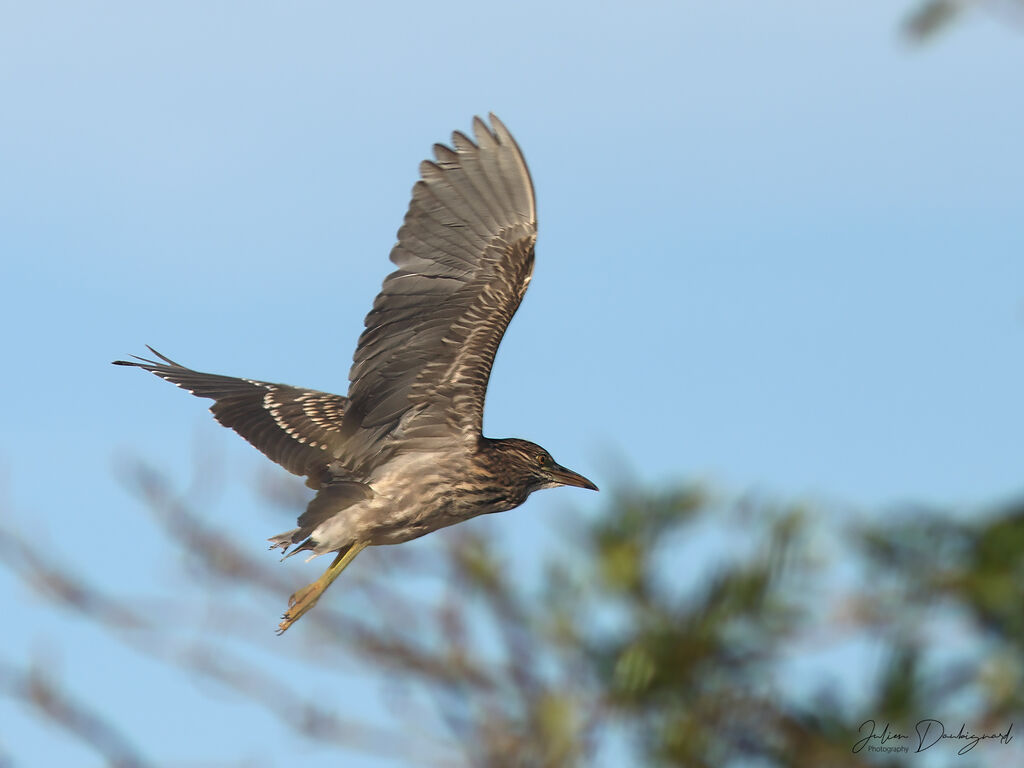 Bihoreau grisimmature, Vol