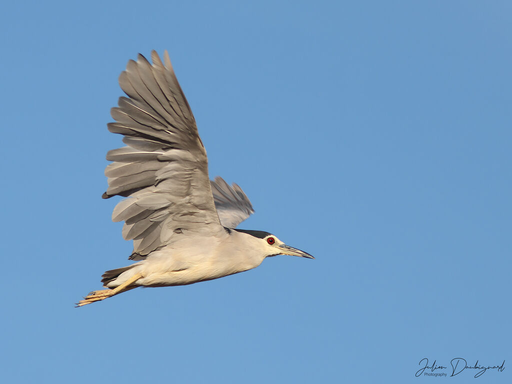 Bihoreau grisadulte, Vol