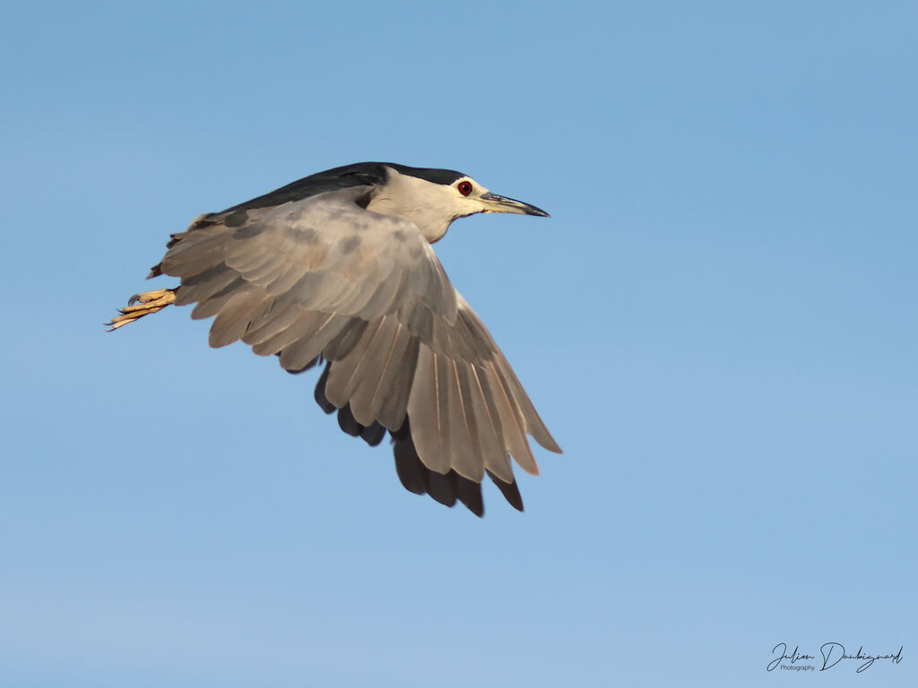Bihoreau grisadulte, Vol