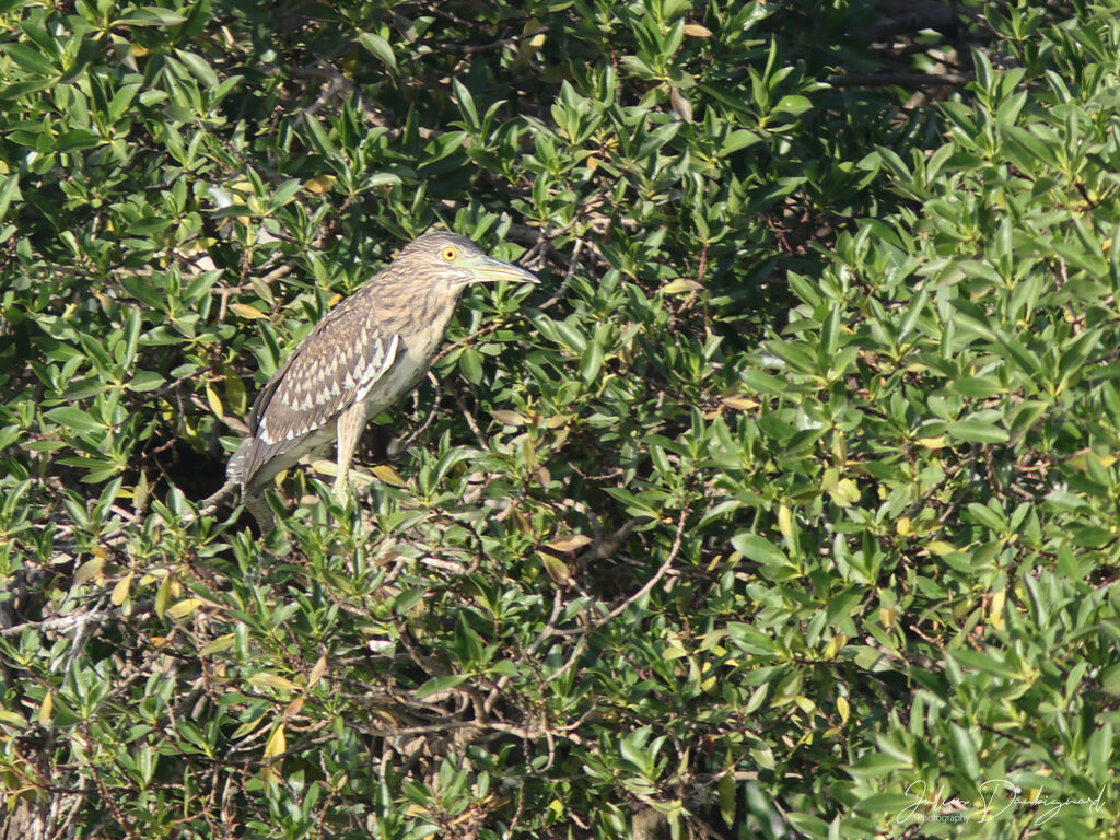 Bihoreau grisimmature, identification