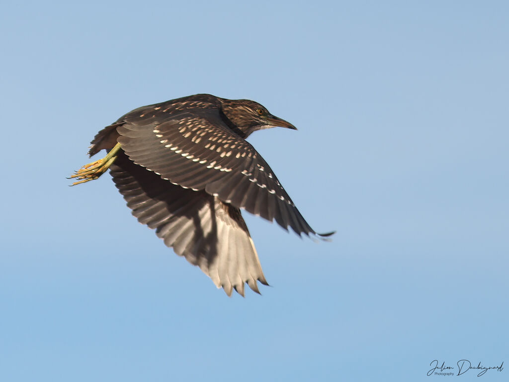 Bihoreau grisimmature, Vol