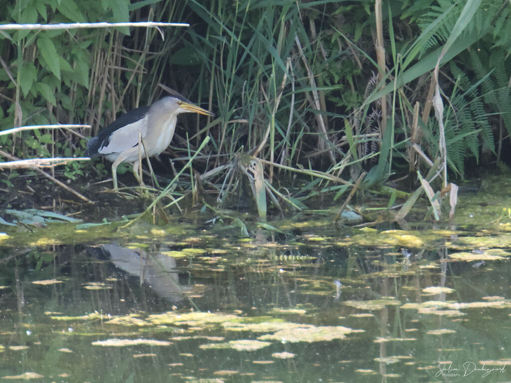 Blongios nain mâle, identification