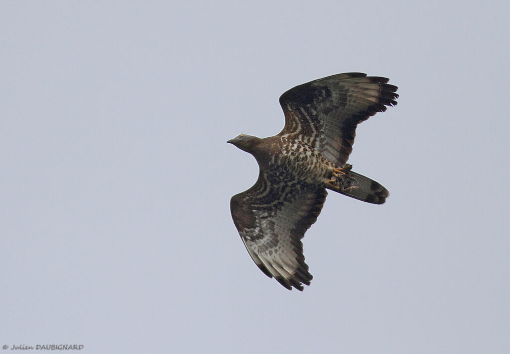 European Honey Buzzard male, Flight